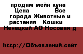 продам мейн куна › Цена ­ 15 000 - Все города Животные и растения » Кошки   . Ненецкий АО,Носовая д.